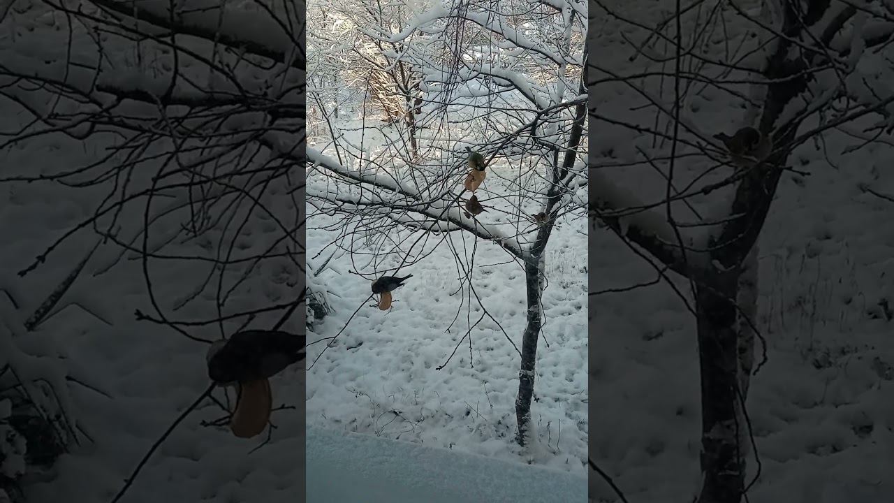 Птицы зимой смотреть онлайн