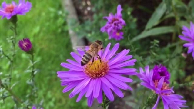 ?Правила разведения пчёл с 1 марта 2021 года! смотреть онлайн