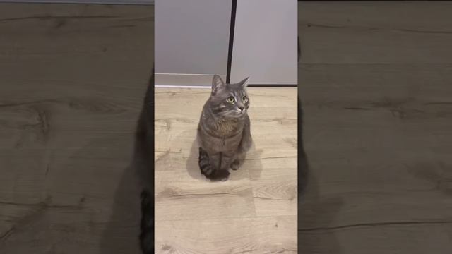 Почему мы любим котов и кошек? ? #shorts #кот #котики #кошки смотреть онлайн