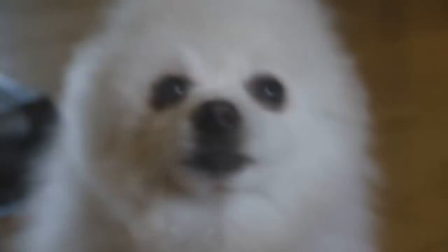 cute birb video no screamers смотреть онлайн