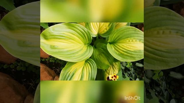 Хосты в саду,часть 1. Лето 2021 смотреть онлайн