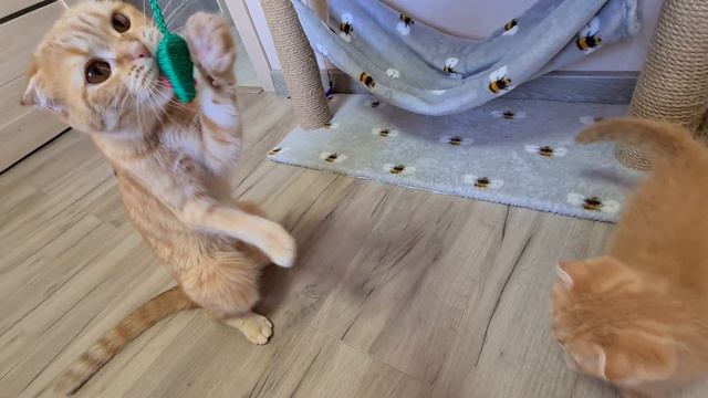 Funny little kitten gets gifts cat and kitten foxy mom смотреть онлайн