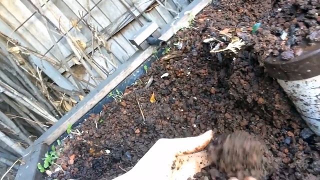 This is how I maintain a backyard aquaponics grow bed [12 steps] смотреть онлайн