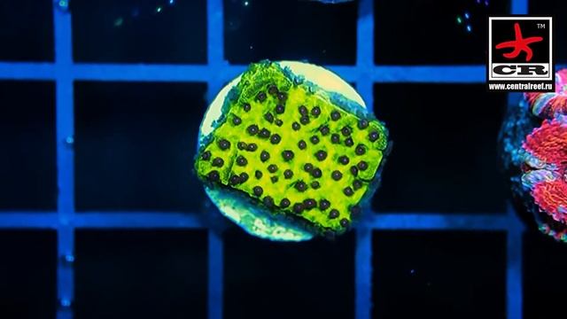 Corals reef tank salttank marine aquarium морской аквариум кораллы риф смотреть онлайн