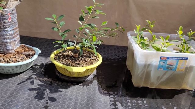 Ficus tiger bark, desalambrado y vuelta a alambrar a 14/07/2022 смотреть онлайн