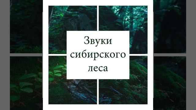 Флора и фауна смотреть онлайн