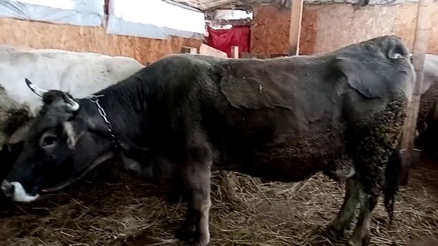 Продам коров. смотреть онлайн