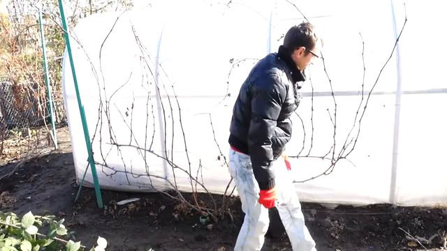 САМАЯ ПРОСТАЯ ОСЕННЯЯ ОБРЕЗКА ВИНОГРАДА ЧТОБЫ ВЕСНОЙ ПОЛУЧИТЬ БОЛЬШОЙ УРОЖАЙ / смотреть онлайн