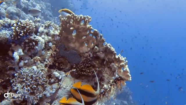 Jackson Reef Sharm El Sheikh - Tiran Island, Scuba Diving Yi 4K смотреть онлайн