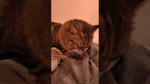 Буся Бусинка