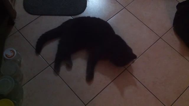 Мой кот в Эми Вайнхаус играется