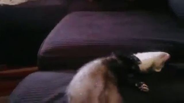 Очень спит Животное живое Теперь понимаю выражение спит,как хор к 360p смотреть онлайн