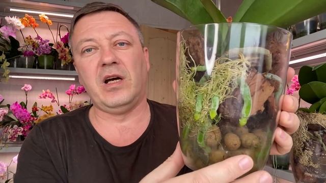 ленивый ПОЛИВ ОРХИДЕИ и корни орхидей кайфуют