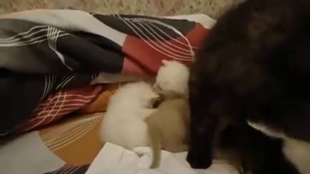 Пачуля :) Четверка смотреть онлайн