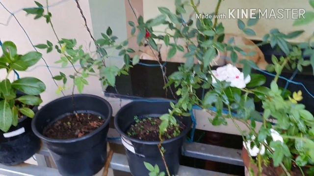 Red cascade climber rose in Tamil. смотреть онлайн