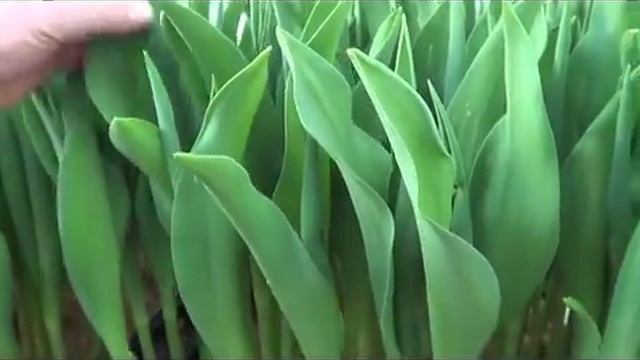 Выгонка тюльпанов . Посадка 26 декабря. смотреть онлайн