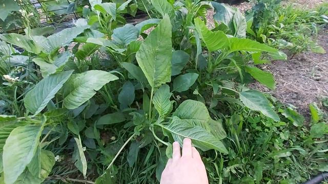 Plant focus: Green Amaranth Callaloo. Subsistence cropping. Bulk Roughage producer! смотреть онлайн