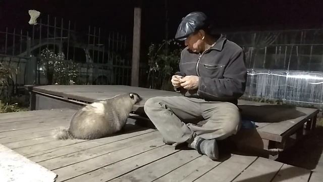 Дачный барсук. Приручение #25 смотреть онлайн