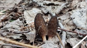 Весенние грибы.