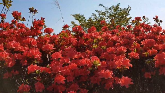 Seodong lake with Red & Pink Azalea|| Edelkim channel смотреть онлайн
