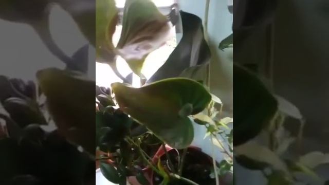 Окно с цветами с новым ламбрекеном смотреть онлайн