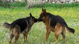 Течка у немецкой овчарки: сколько длится