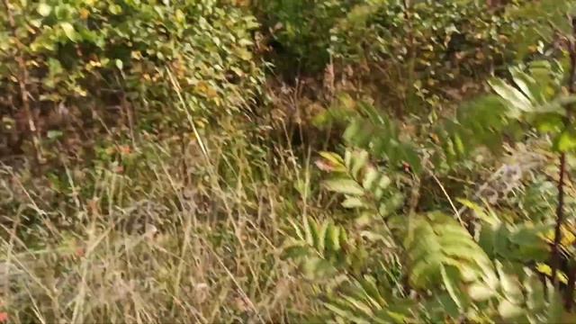 Финляндия продолжаю собирать брусничные ковры смотреть онлайн