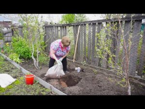 «Удачная среда» - посадка голубики высокорослой (Бийское телевидение)