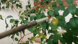 Как опылить растение в домашних условиях. Опыление без пчел)