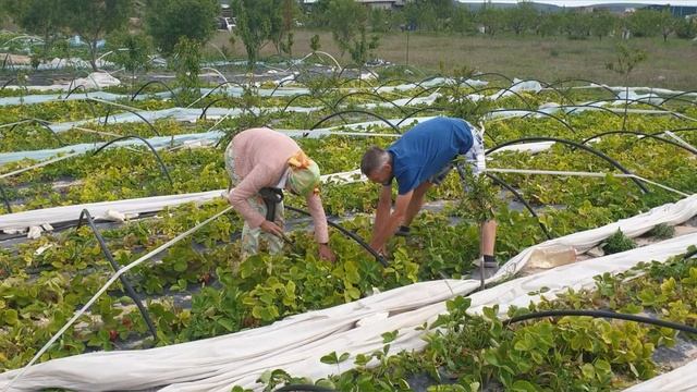 ФЕНОМЕН КРЫМСКОЙ КЛУБНИКИ! ЖИВАЯ ОЧЕРЕДЬ ПРИ 500 РУБЛЯХ ЗА КГ!!! смотреть онлайн