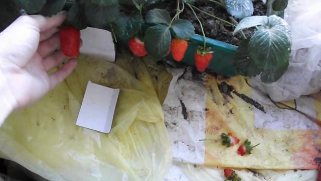 Клубника Азия на подоконнике. Огурцы и томаты на окне. смотреть онлайн