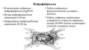 Гистология. Нервная ткань.
