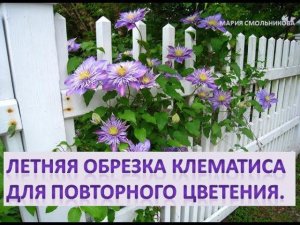 Летняя обрезка клематиса для повторного цветения .
