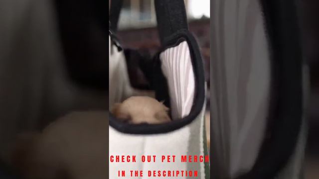 😍😍😇😇 Funny and Cute Dog Video Compilation _2022_#short смотреть онлайн