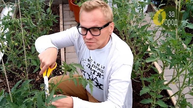 Зачем нужна обрезка листьев на помидорах и как правильно её сделать? Ответы в этом видео смотреть онлайн
