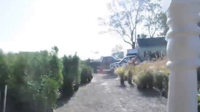 A low growing evergreen plant,,,Helleri Holly смотреть онлайн