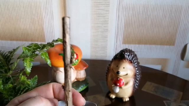 Мои новинки Пилея пеперомиевидная и Румора вариегата! смотреть онлайн