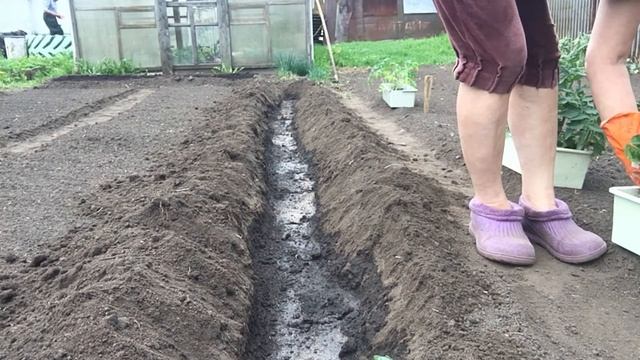 ВЫСАДКА ТОМАТОВ В ОТКРЫТЫЙ ГРУНТ  СХЕМА ПОСАДКИ