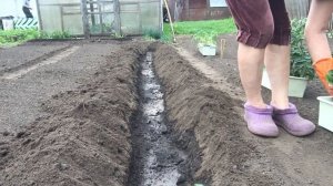 ВЫСАДКА ТОМАТОВ В ОТКРЫТЫЙ ГРУНТ  СХЕМА ПОСАДКИ