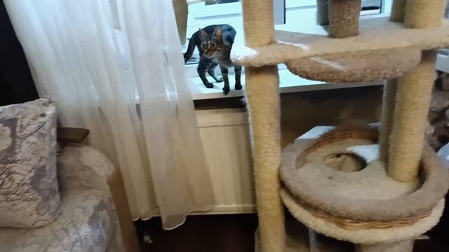 Кошки Михалыча на портале MR7ru. смотреть онлайн