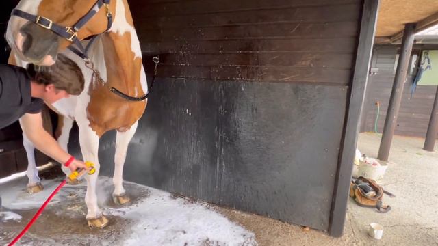 How I Present And Turn My Working Hunters Out For The Show Ring смотреть онлайн