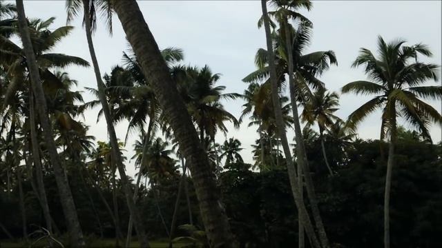 Things to do in and around Alleppey смотреть онлайн