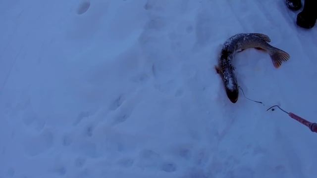 Зимняя рыбалка Окунь, Щука, Налим смотреть онлайн