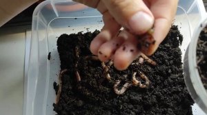 Дендробена. Начало разведения червя.