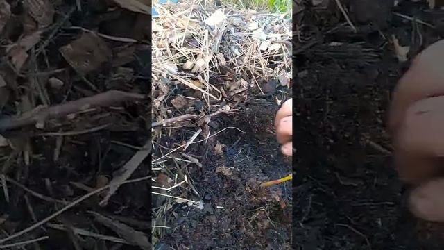 Уражай на однолетних кустах голубики, Стоит ли обрывать ягоду? смотреть онлайн