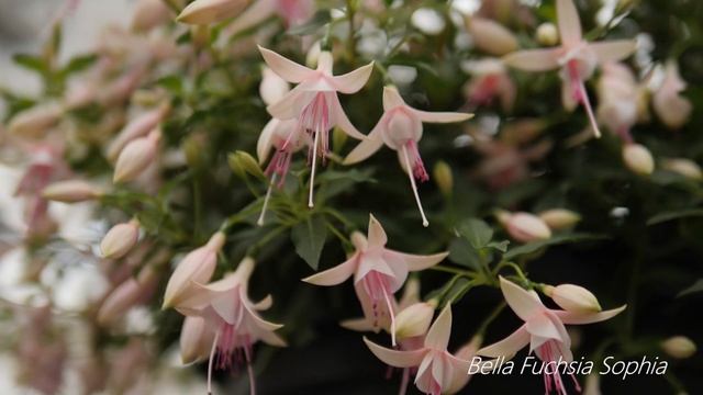 Bella Fuchsia Sophia - Garden Plant With Flowers All Summer Long!