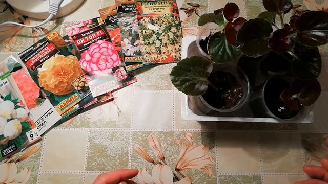 ПОСЕВ БЕГОНИИ. БЕГОНИЯ ИЗ СЕМЯН.