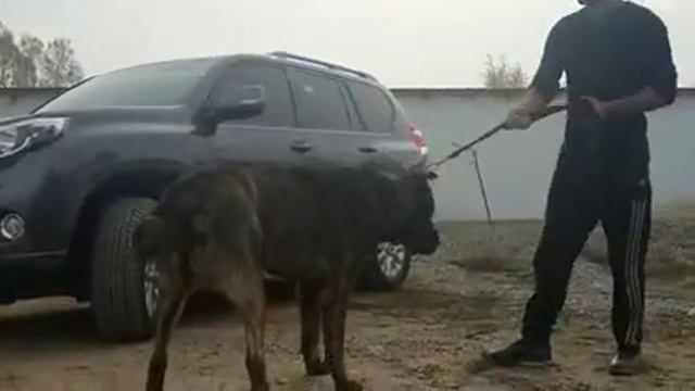 собаки бойцовские смотреть онлайн