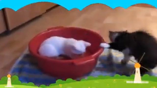 Водоплавающая кошка смотреть онлайн