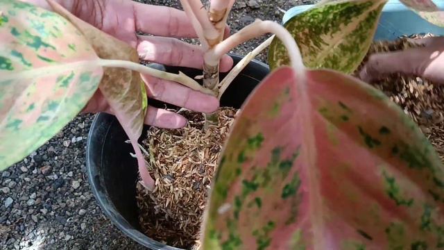 Time Repotting Aglaonema Big Roy - Growing Media For Aglaonema